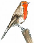 painting of robin