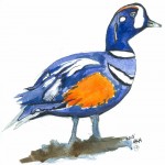 painting of blue harlequin duck