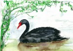 painting of black swan