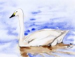 painting of bewick swan