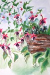 painting of fuchsia