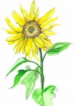 painting of sunflower